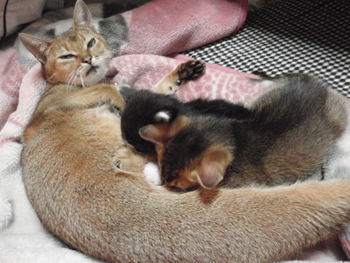 チャムちゃん　猫ホテル
