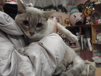 ミーコちゃん