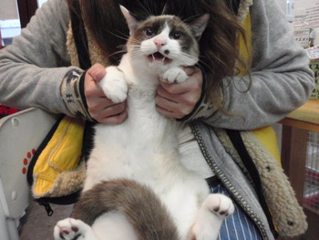 猫の爪きり