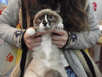 猫の爪きり