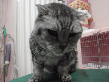 どら君