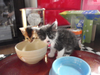チャムくん　猫ホテル
