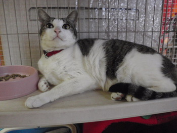 成猫里親募集　店