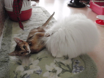 猫カフェみーこ