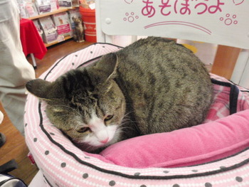 ヒナちゃん