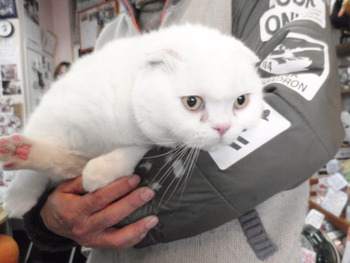 猫＆うさぎの爪きり