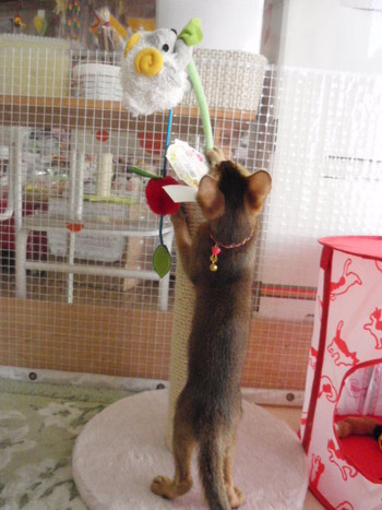 猫の日　セール中！