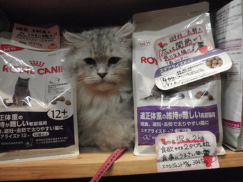 サガン君