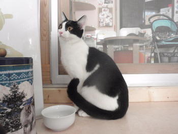 はちわれ猫　里親募集