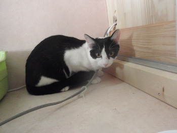 はちわれ猫　里親募集