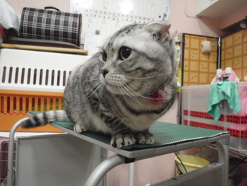 こうめちゃん