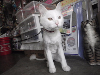 コマ君　猫美容　ライオンカット