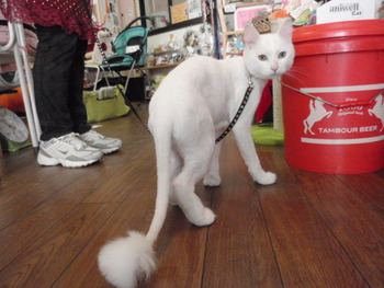 コマ君　猫美容　ライオンカット