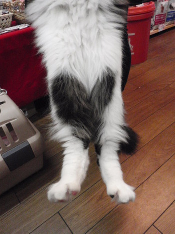 ハート猫　りゅうと君