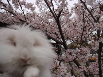 桜綺麗だね！