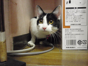 チチちゃん　猫の爪切り
