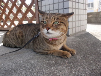 トラ君