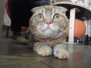 トロ君　カラフルネイルキャップ