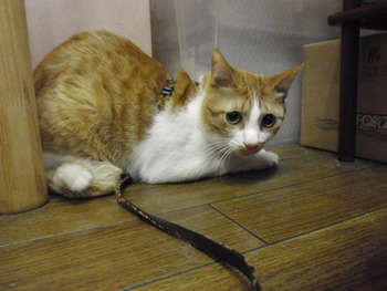 ミカン君
