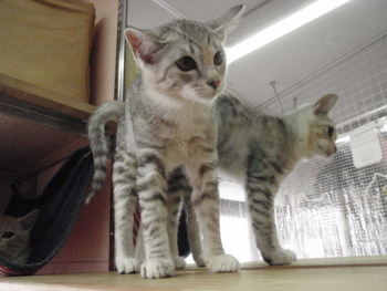 3兄弟猫里親募集