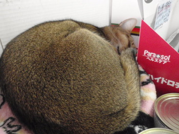 猫カフェみーこのお友達