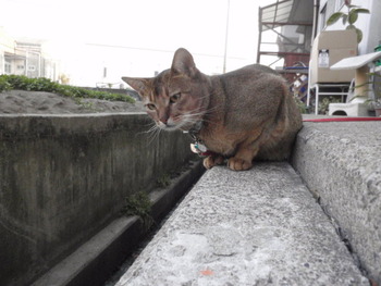 猫カフェみーこのお友達