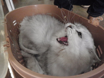 サガン君　ミニ猫美容