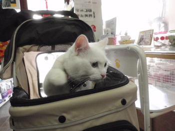 金太郎君　