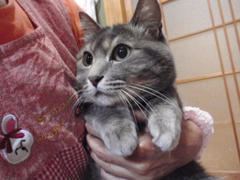 ヒカリちゃん　猫ホテル