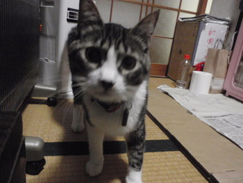 ふく君＆平八君　猫ホテル