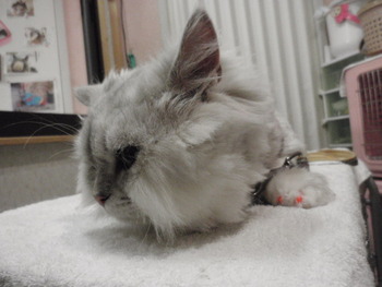 サム君　ネイルキャップ