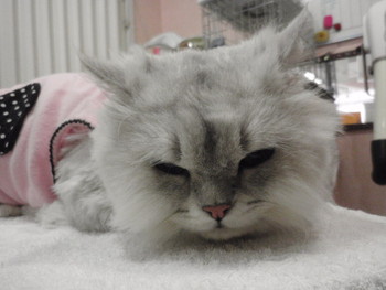 サム君　ネイルキャップ