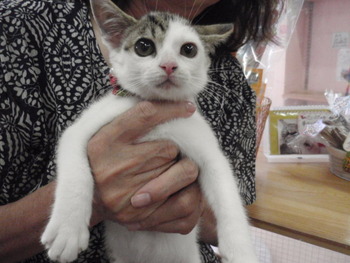 お嫁入りの子猫ちゃん