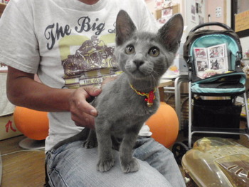 子猫里親募集　外