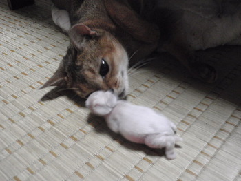 うたの赤ちゃん　生後８日目