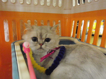 ミケ君　猫ホテル