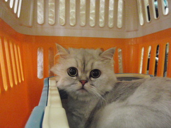 ミケ君　猫ホテル