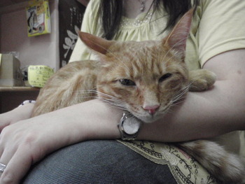もうすぐ猫ホテル