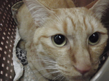 もうすぐ猫ホテル