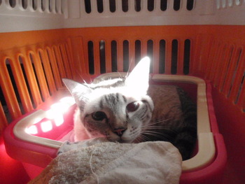 ちくわちゃん　嬉しいね！　猫ホテル
