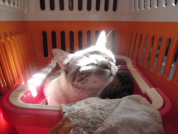 ちくわちゃん　嬉しいね！　猫ホテル