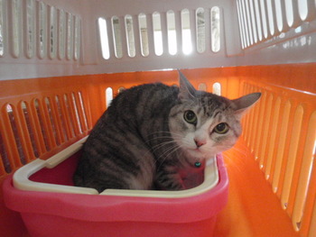 スヌちゃん　猫ホテル
