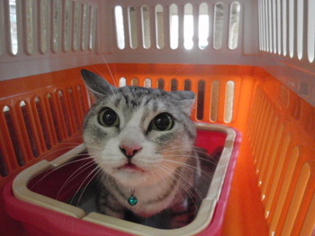 スヌちゃん　猫ホテル