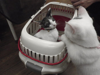 はちわれ猫里親体験中