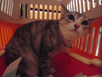 スヌちゃん　猫ホテル