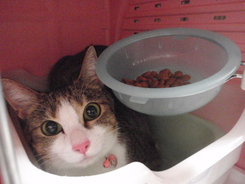 さくらちゃん　猫ホテル