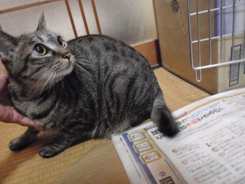 ペペちゃん　猫ホテル