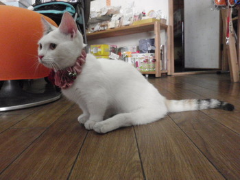 お花のシュシュカラー