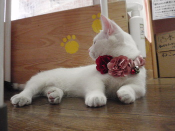 お花のシュシュカラー