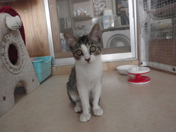 白きじ猫里親募集